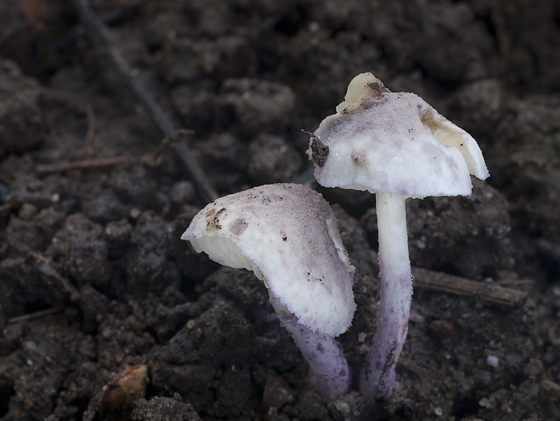 Cystolepiota bucknallii